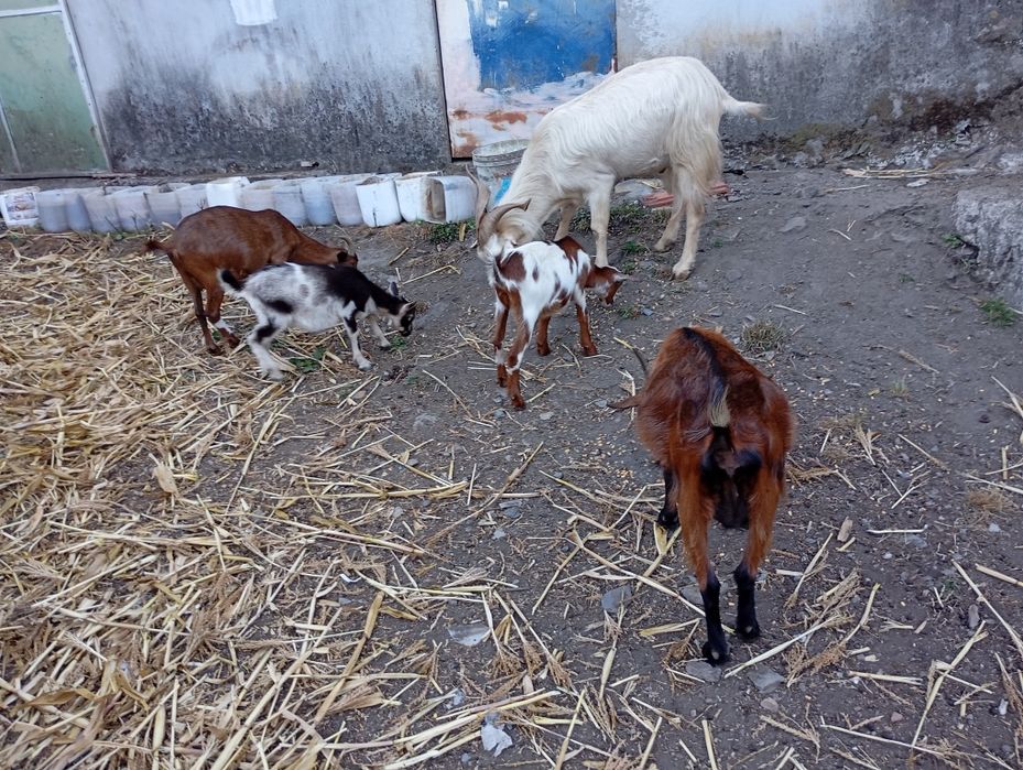 Pequeno rebanho de cabras