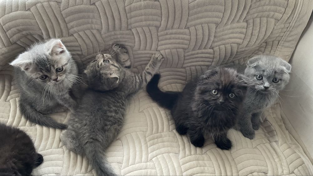 Шотландські кошенята