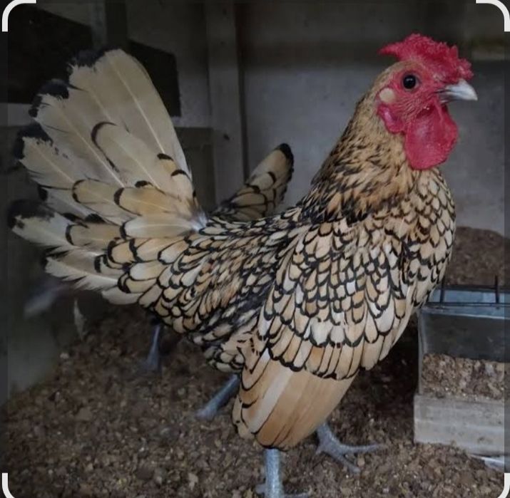 Vendo sebrights novos