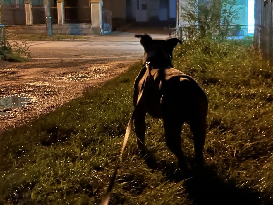 Вязка Злучка Амстаф стафф американський стафорширдський