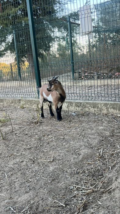 Cabrito anao macho