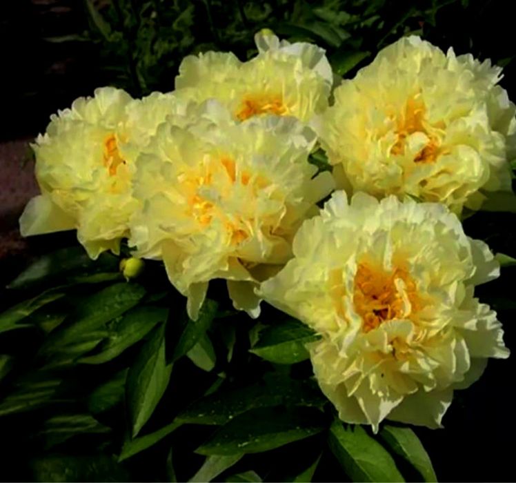 Саджанці півоній / Саженцы пионы