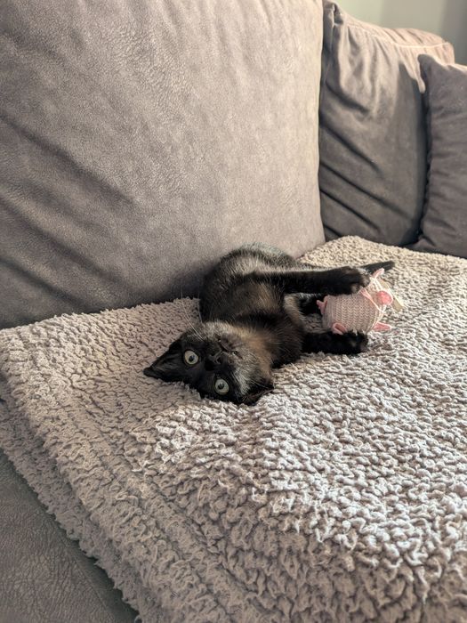 Preciso de uma família! Gata para adoção 2 meses