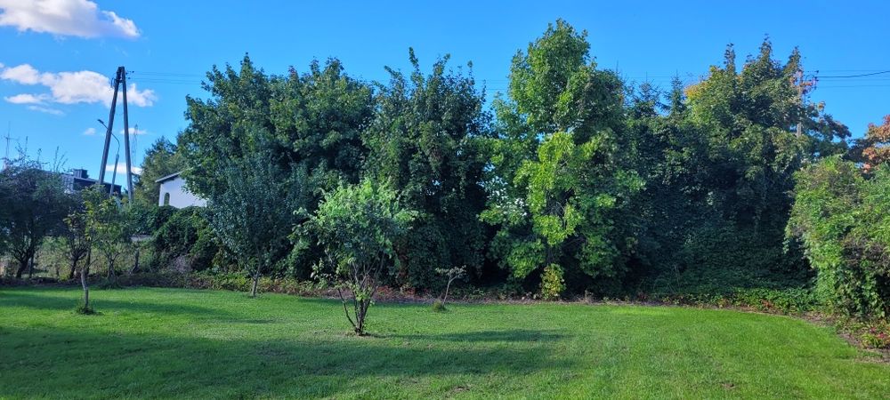 Klon - drzewo do wycięcia