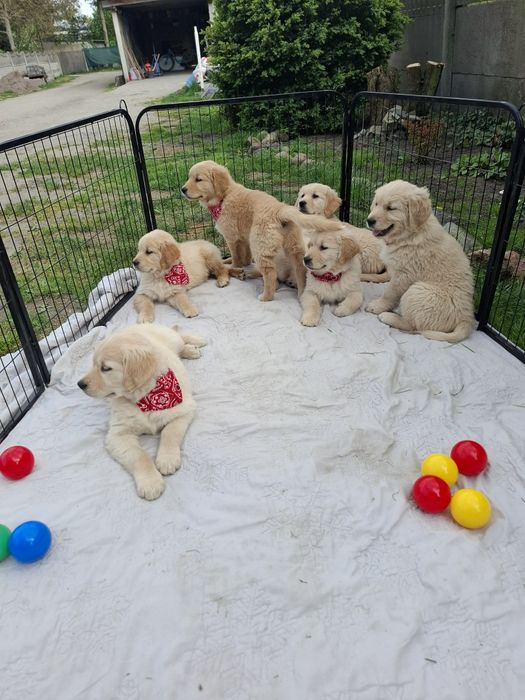 Piekny piesek Golden Retriever