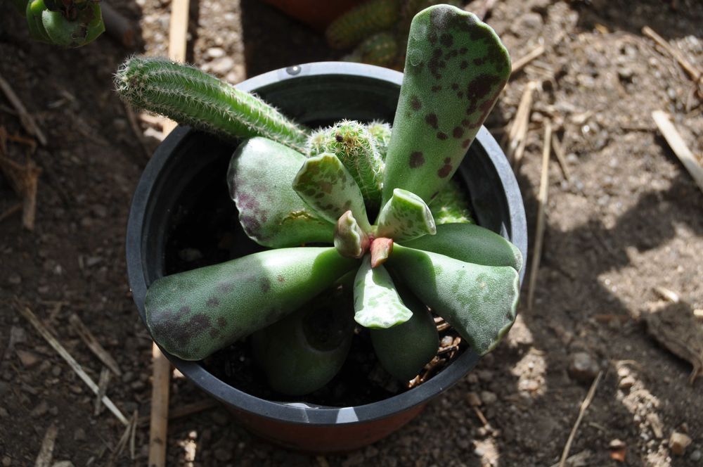Vários cactos e suculentas entre outra plantas