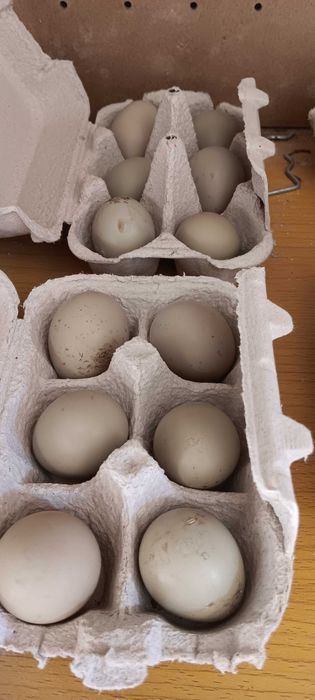 Ovos galados para incubação