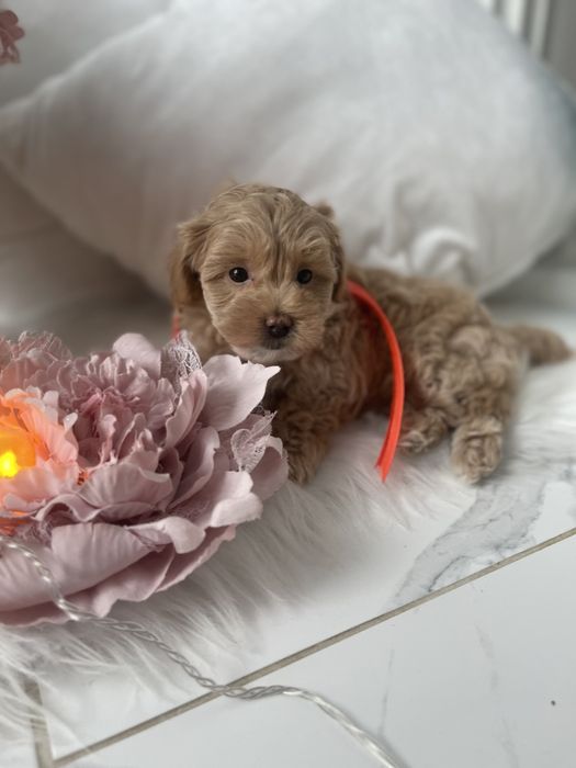 VIP Мальтипу F1 — Доставка по Україні та Європі  з любовю