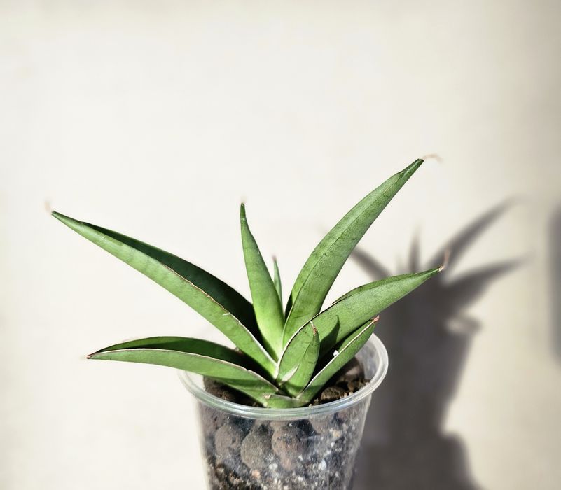 Sansevieria hybrid 'Light' sansewieria