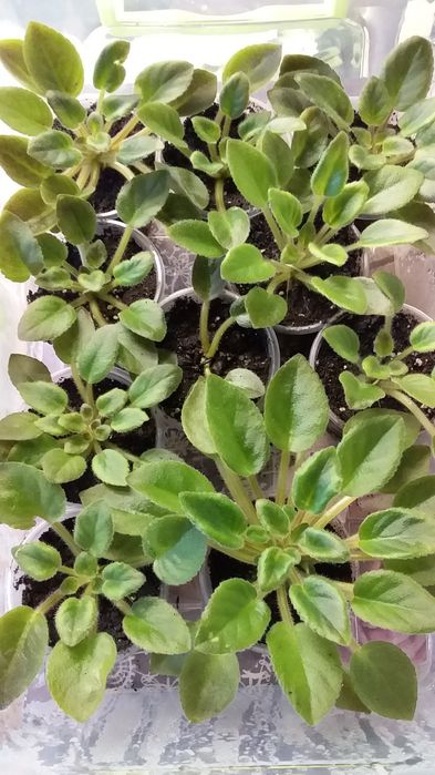 продам цветущие сортовые фиалки