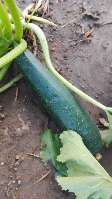 Pepinos e corgetes biologicos