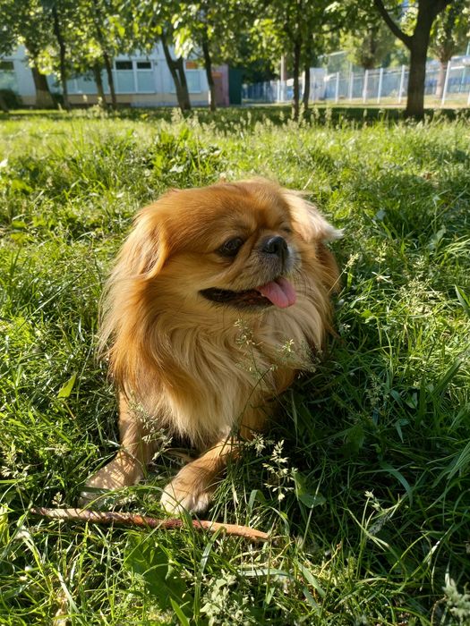 Пекинес Боня ищет невесту!!!