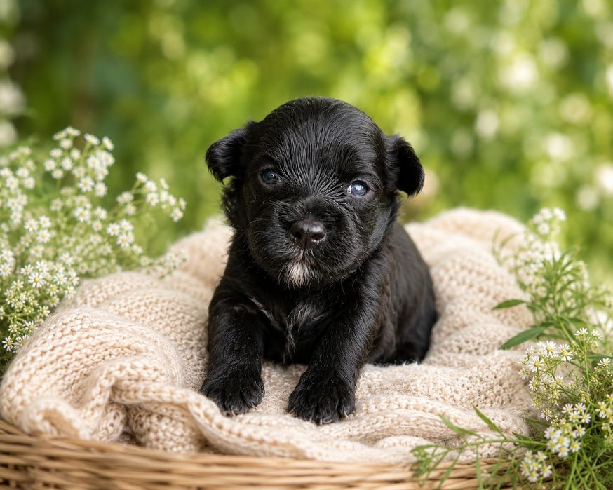 Maltipoo / maltańczyk pudel hybryda maltipoo