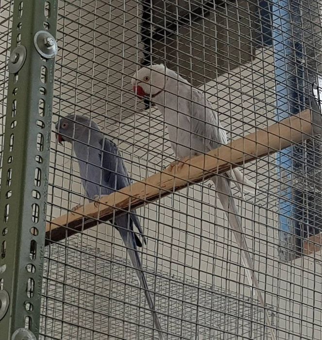 Ring neck criados a mao