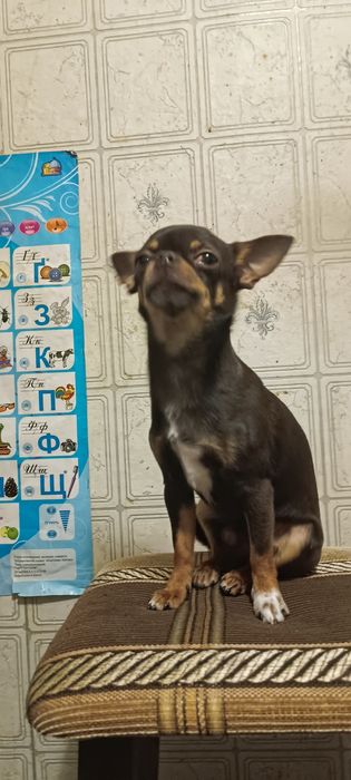 В'язка Чихуахуа міні