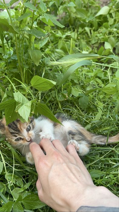 Кошенята шукають дім