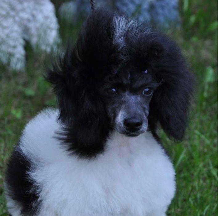 Продаж ексклюзивних пуделят є той та тікапи