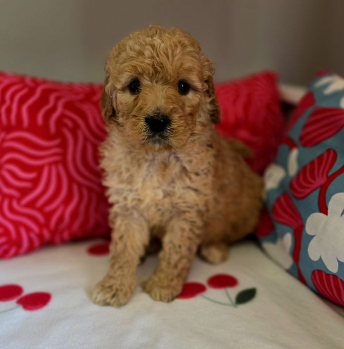 Suczka goldendoodle