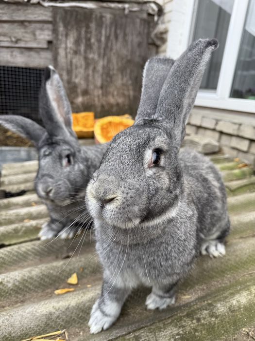 Фландер Європейська шиншила Полтавське срібло Кролі Кроленята