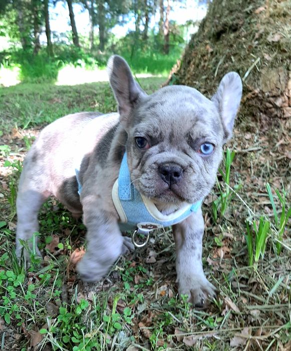 Buldog francusk piesek