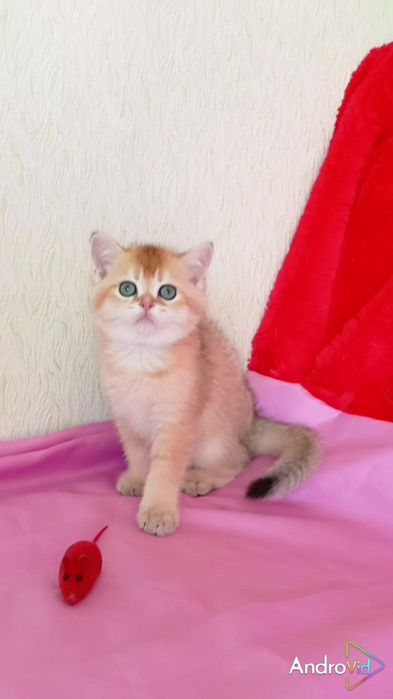 Ніжний котик золота шиншила