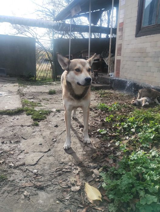 Подарую цуценят метіси Німецької вівчарки