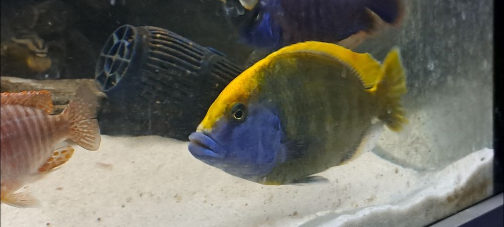 Pyszczak wspaniały Nimbochromis venustus