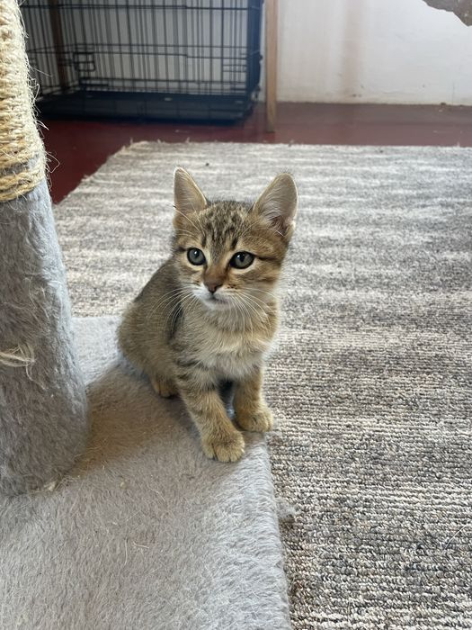 Котенок девочка