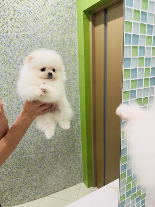 Міні   хлопчик померанський шпіц колір білий оптик