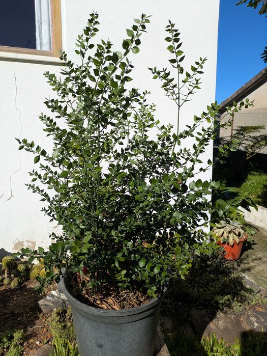 Gilbardeira grande - Ruscus aculeatus