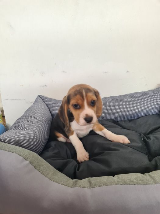 Beagle trikolor szczeniak