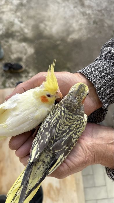 Caturras criadas à mão