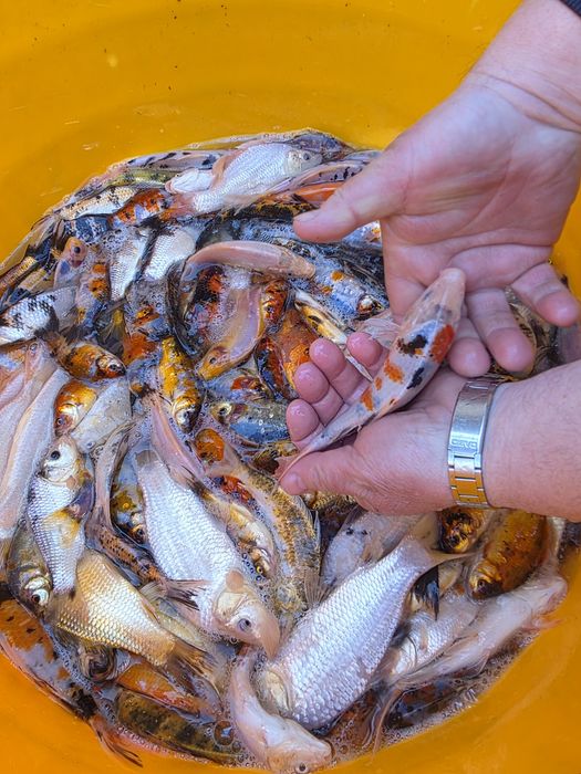 Koi karp karaś orfa lin złoty jesiotr sandacz amur