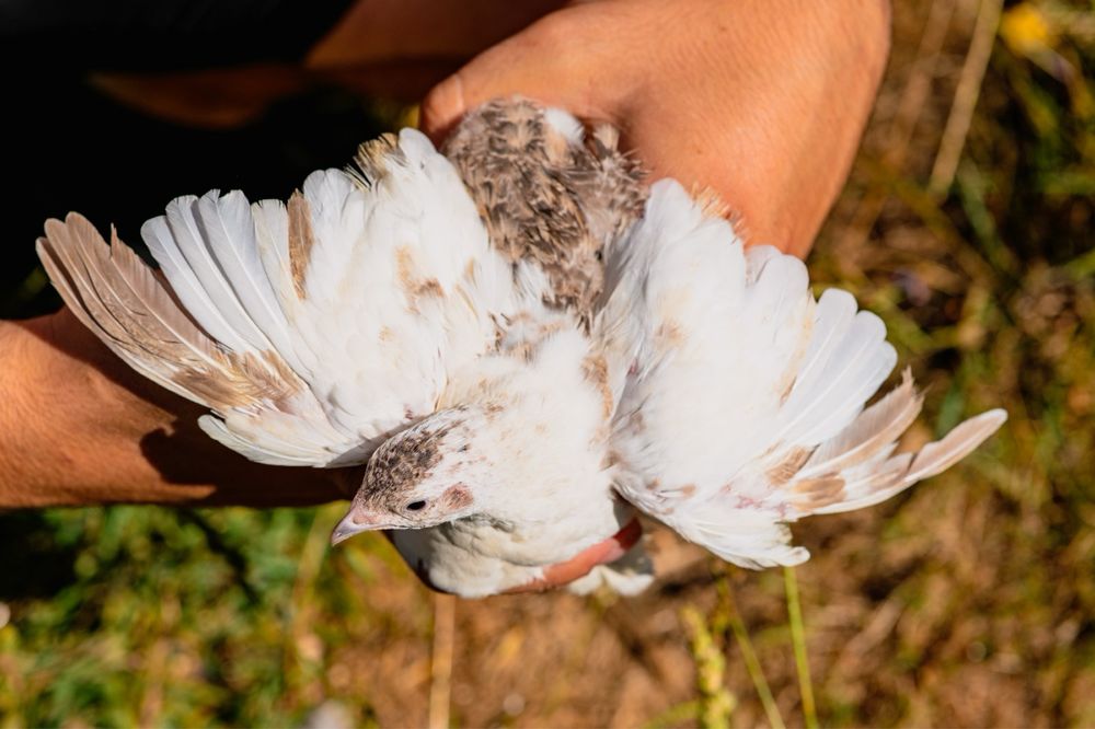 Ovos codorniz gigante galados e para consumo