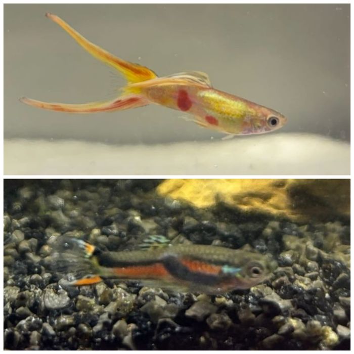 Gupik Endlera, Silver lira, para