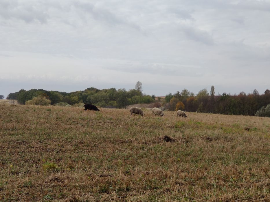 УГОРСЬКА ПУХОВА МАНГАЛИЦЯ 100% поросята, кнурі, свиноматки.