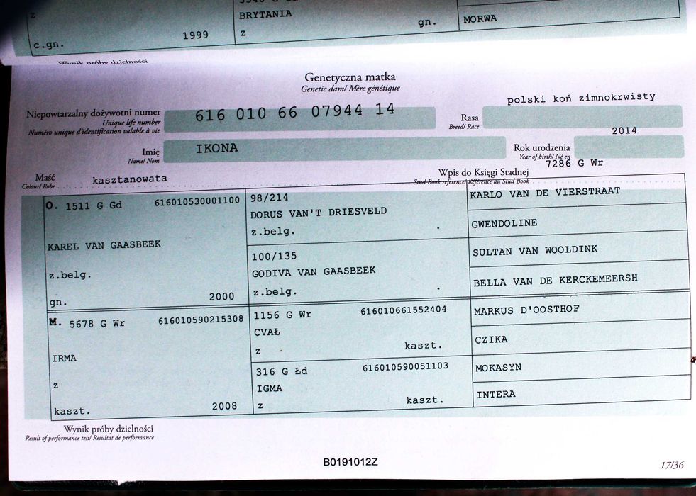 Klacz żrebna, księga główna, 5,5 roku