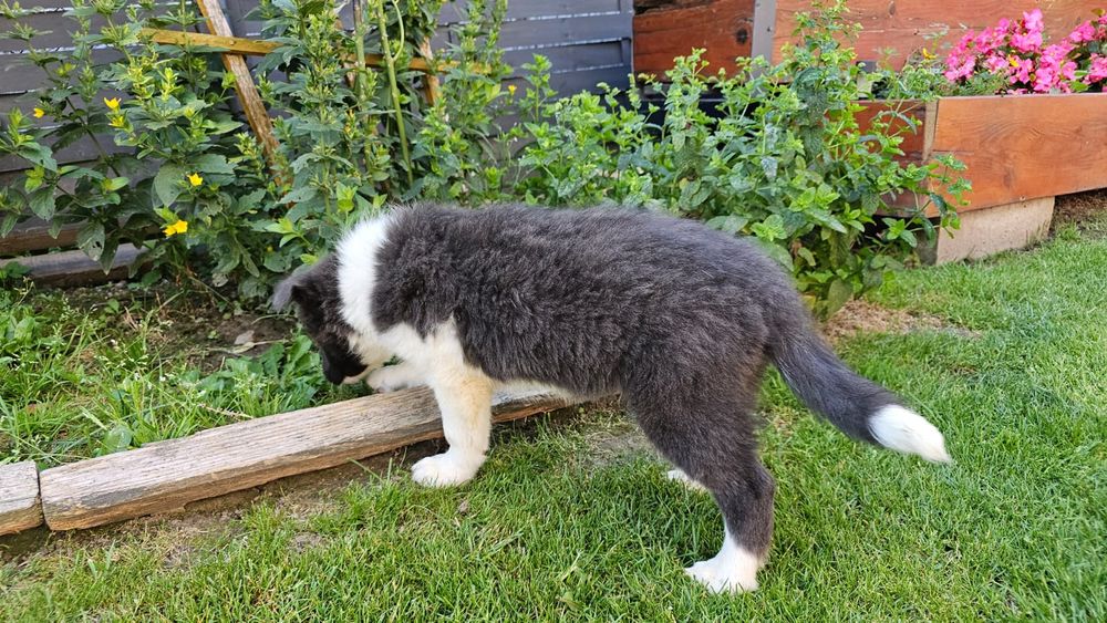 Piesek Border collie blue z niebieskimi oczkami