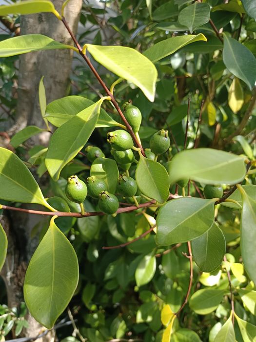 Araçá de cor vermelha e amarela