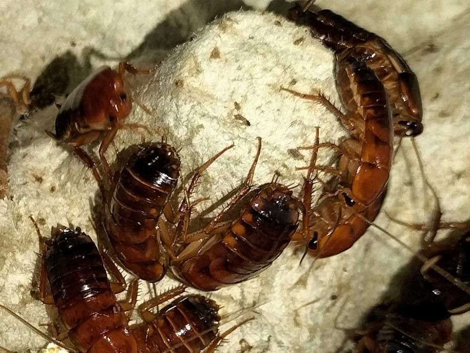 Karaczany tureckie (Shelfordella lateralis) wylęg