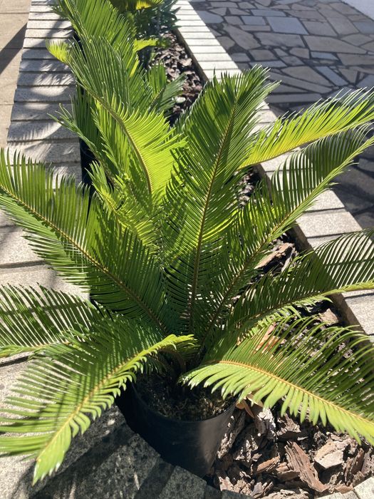 Palmeiras Cica - Cycas revoluta