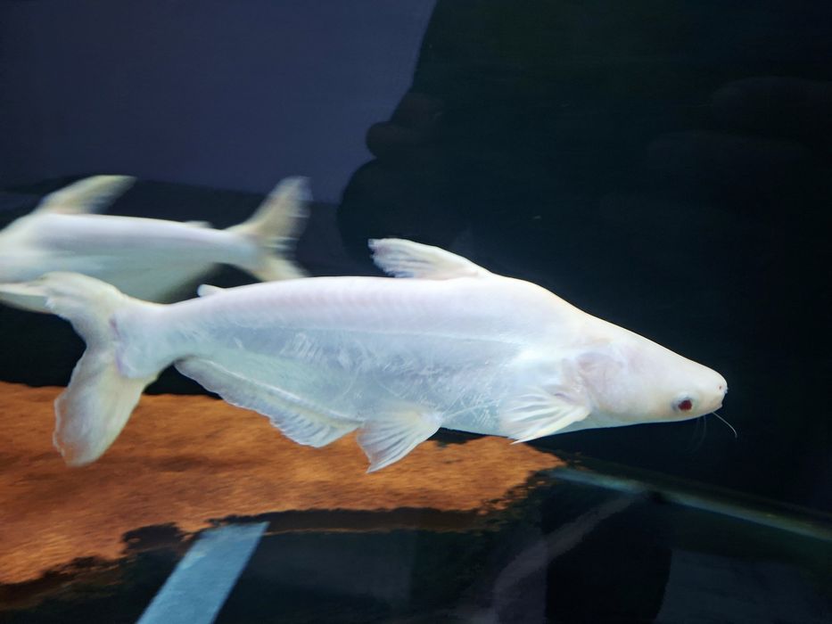 Pangasiu Sutchi (Albino e Azul)