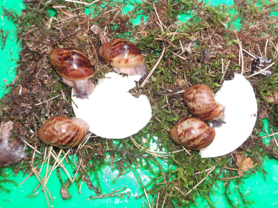 Улитки Сухопутные Ф2 и Ф3 ХХЛ Овум линии Гладковой