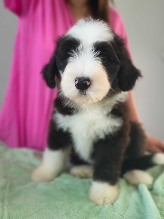 Szczeniak  Bearded collie FCI