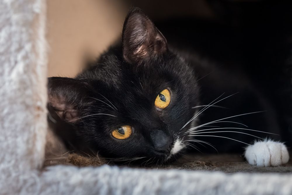 Samba i Rumba – mama i córka, które szukają wspólnego, spokojnego domu