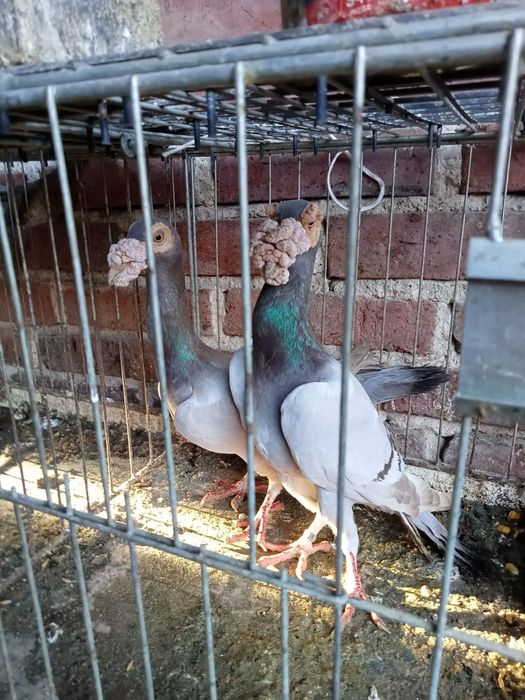 Gołębie kariery para