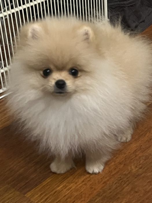 Кремовый кукольный малыш.