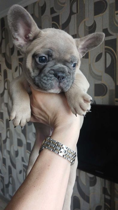 French Bulldog - цуценя 2 місяци