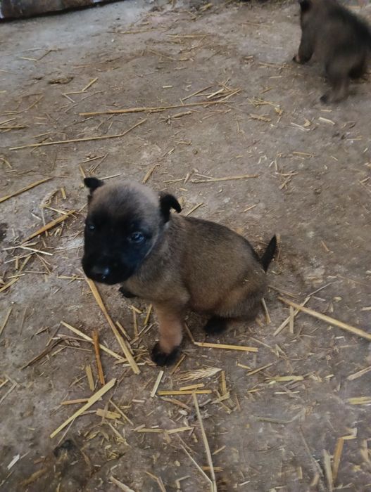 Owczarek belgijski malinois
