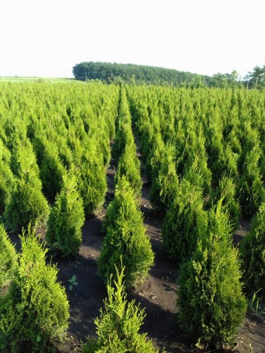 Туї Смарагд! Акція від 1 м до 180 м